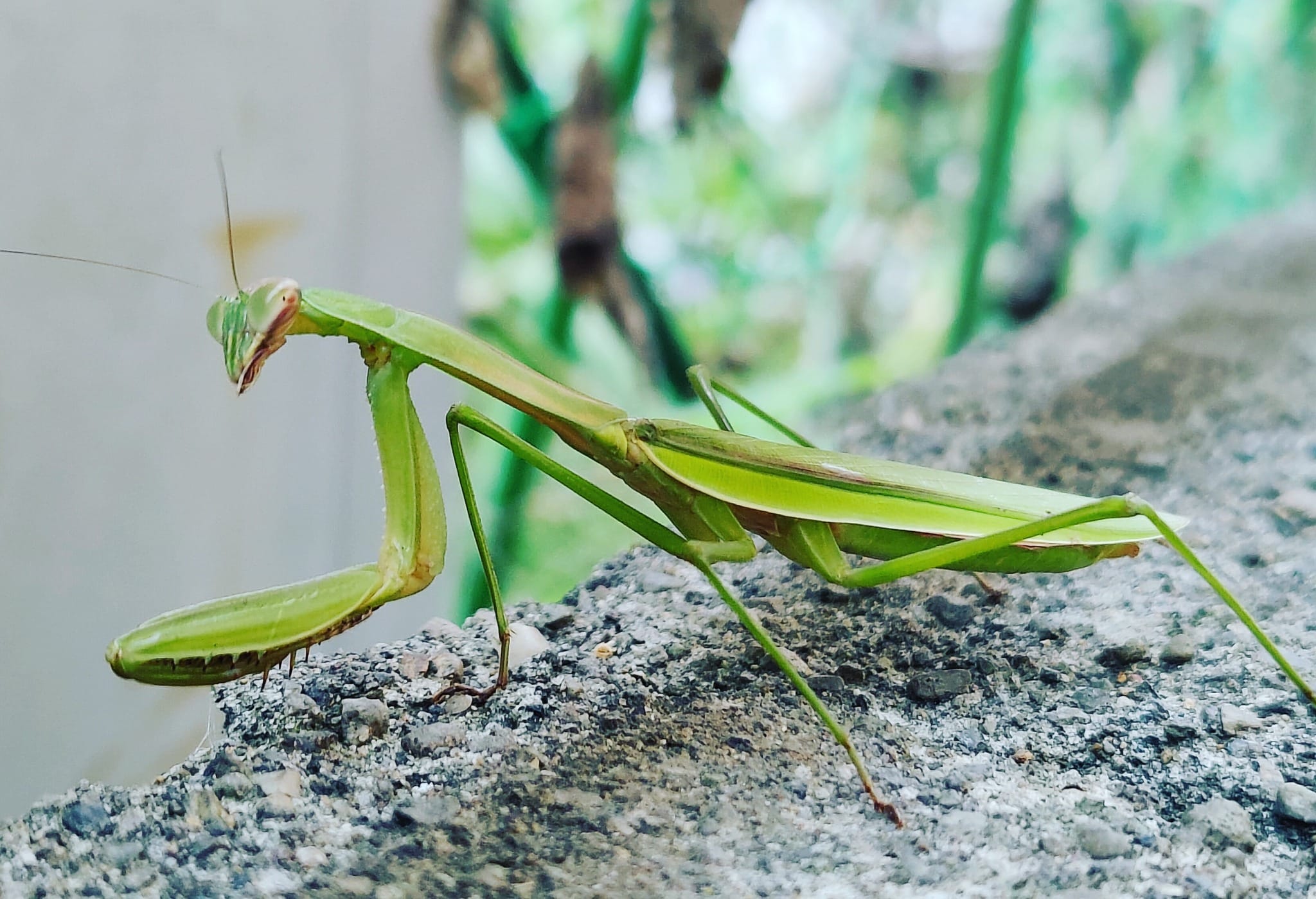Akeno - Gunma - Japan 🇯🇵